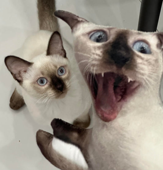 Customized Ugly Pet Pillows After Order Send Pics to capybaratoys.us@gmail.com