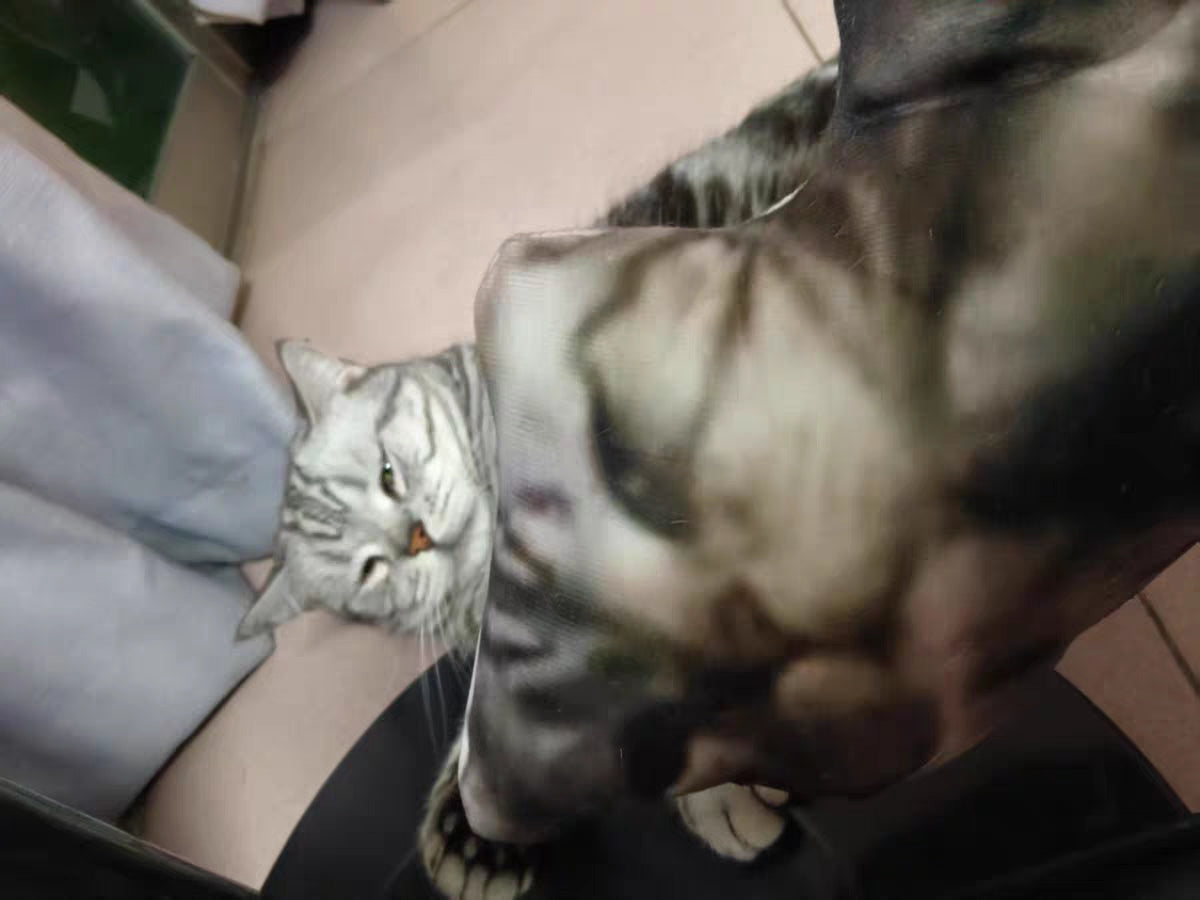 Customized Ugly Pet Pillows After Order Send Pics to capybaratoys.us@gmail.com