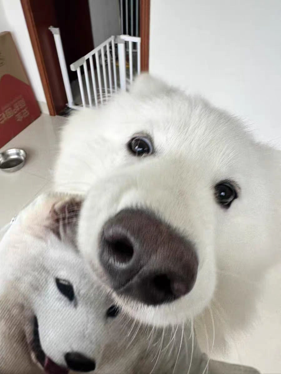 Customized Ugly Pet Pillows After Order Send Pics to capybaratoys.us@gmail.com